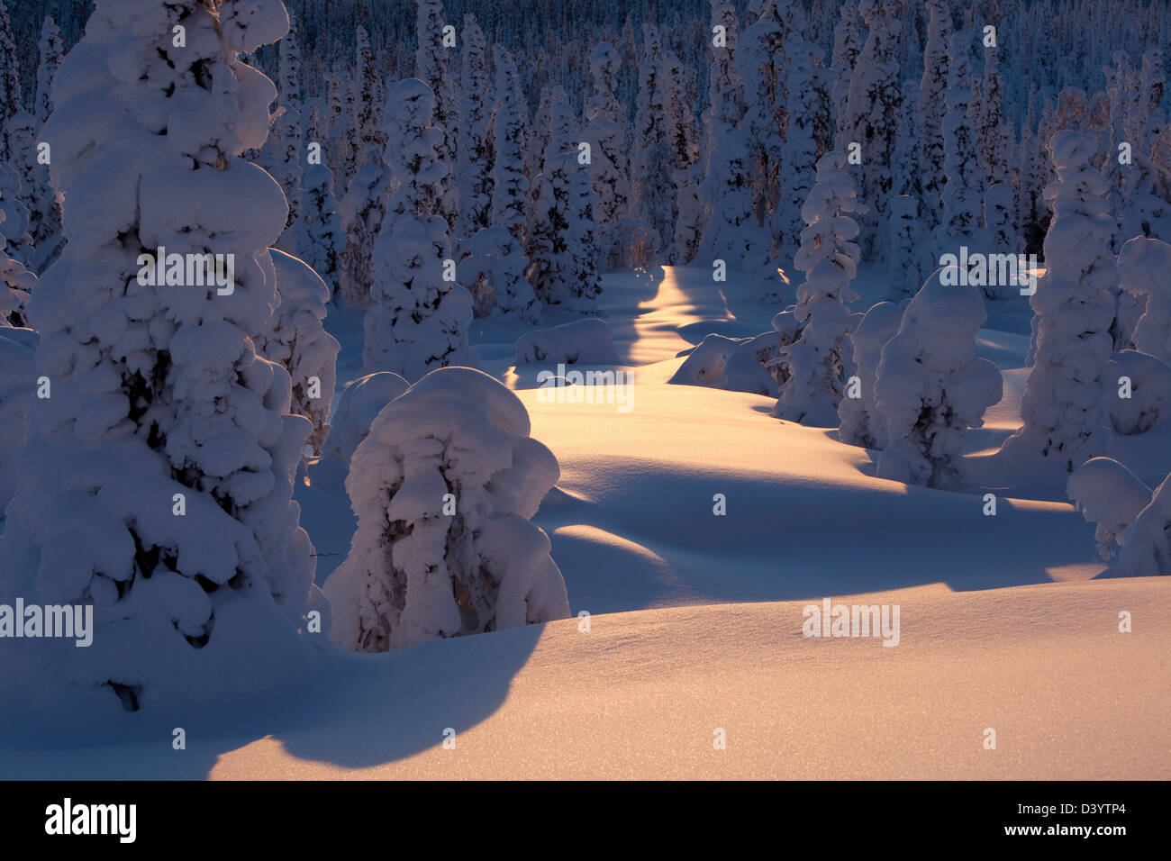 Snow covered trees in Lapland, Ylläs, Finland. Stock Photo