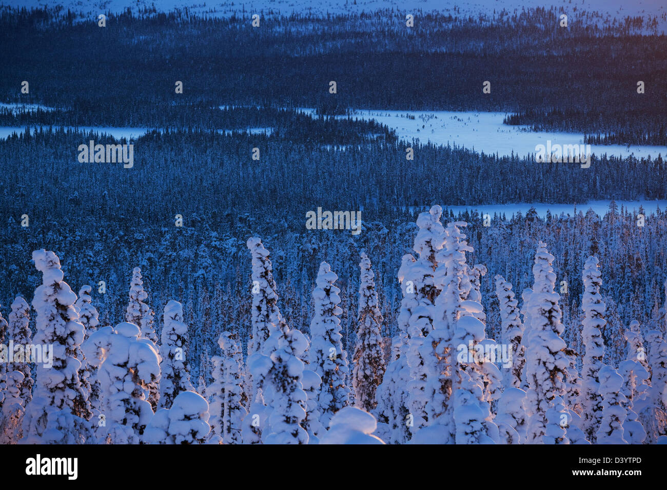 Snow covered trees in Lapland, Yllas, Finland. Stock Photo