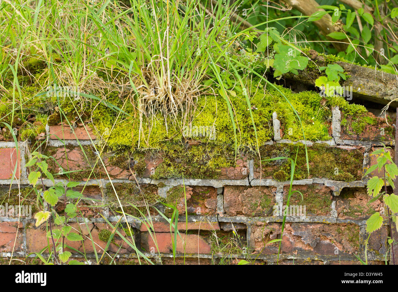 Weeds wall hi-res stock photography and images - Alamy