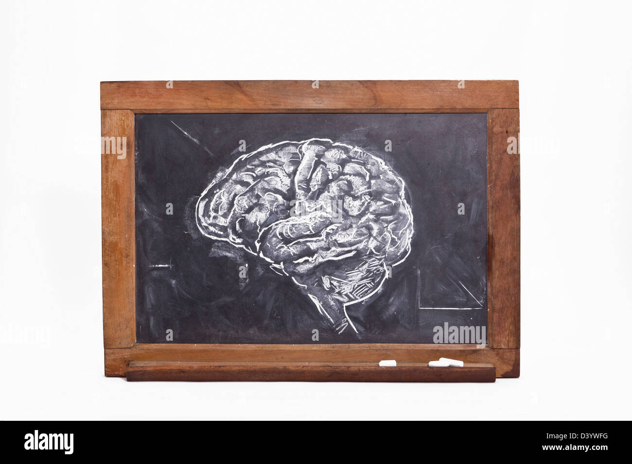 Brain bug chalk. Brain bug chalk