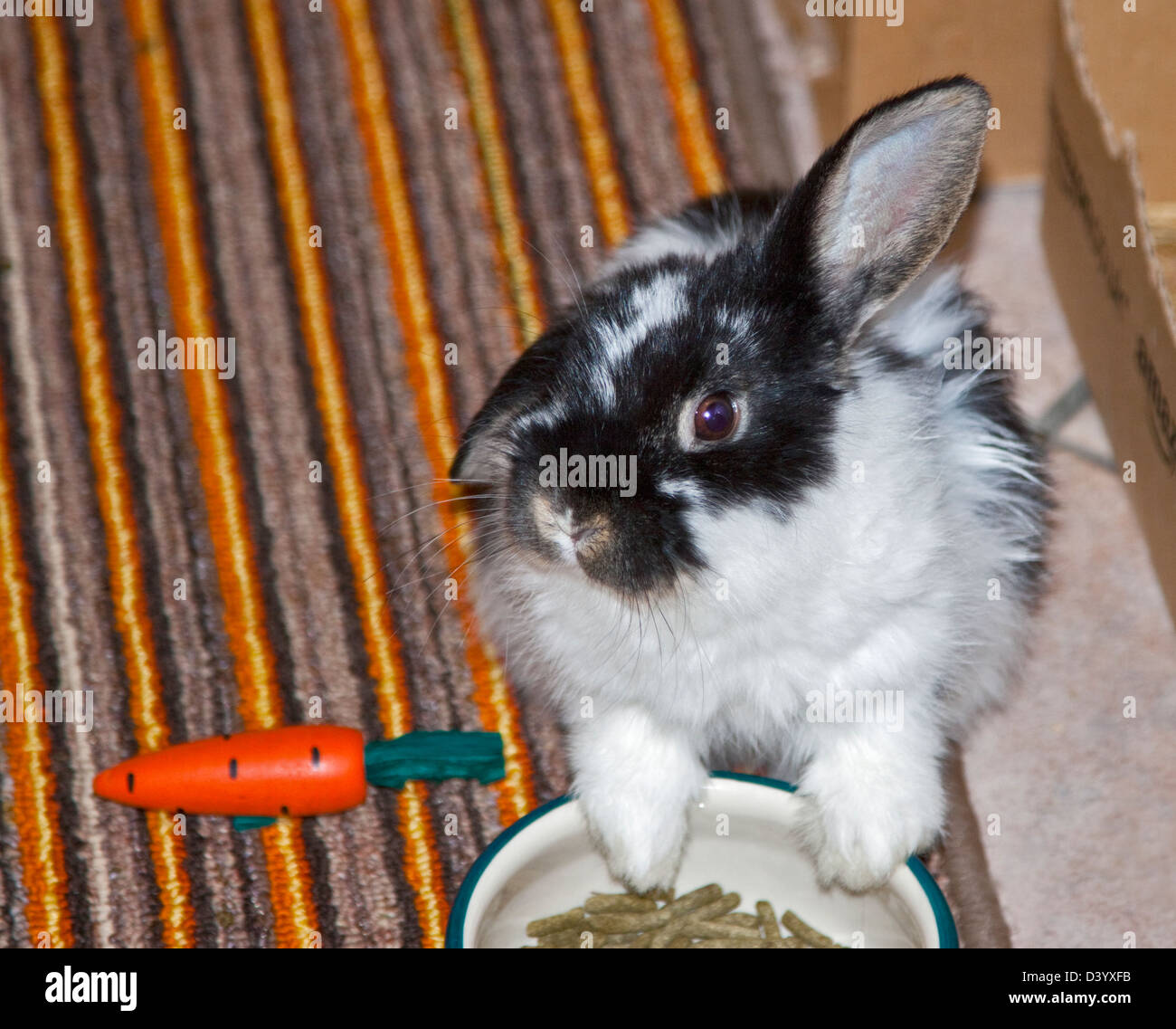Dwarf Lop Rabbit juvenile male feeding Stock Photo