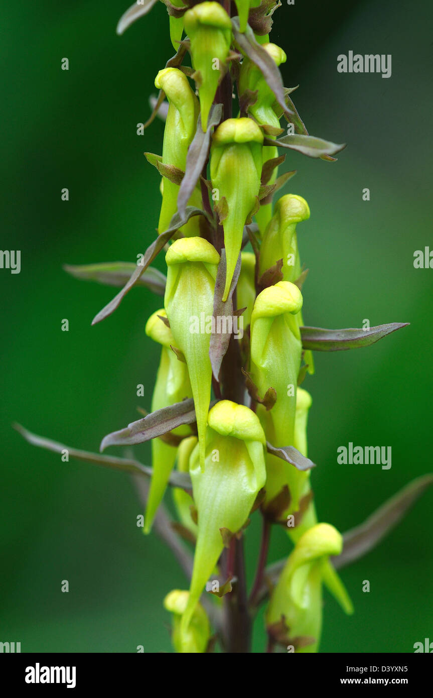 A view of common toadflax Stock Photo