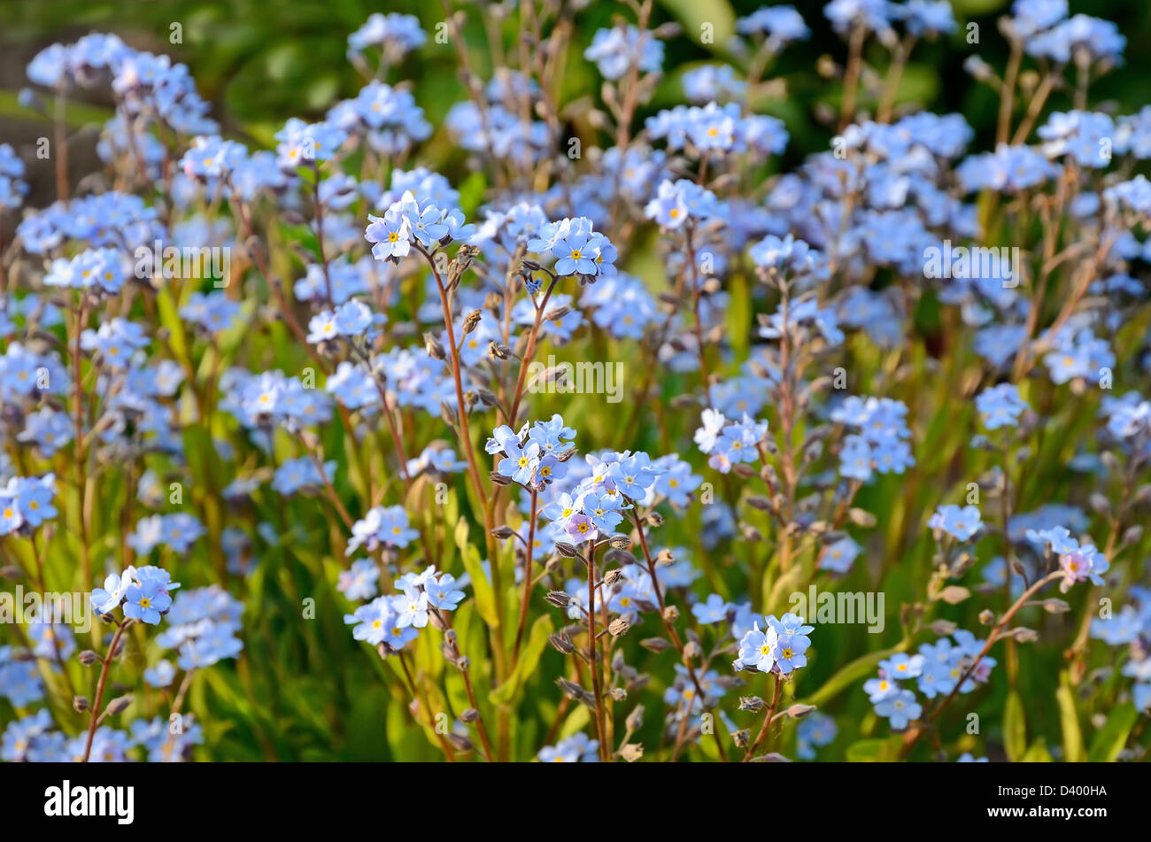 Forget-me-not flowers in the garden in the evening light Stock Photo