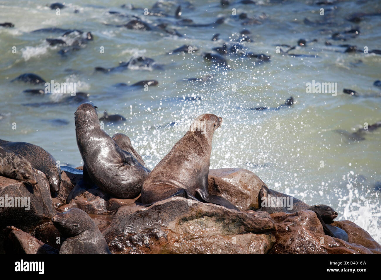 Brown fur seals (Arctocephalus pusillus) sitting on rock in Cape fur seal colony, Cape Cross Seal Reserve, Namibia, South Africa Stock Photo