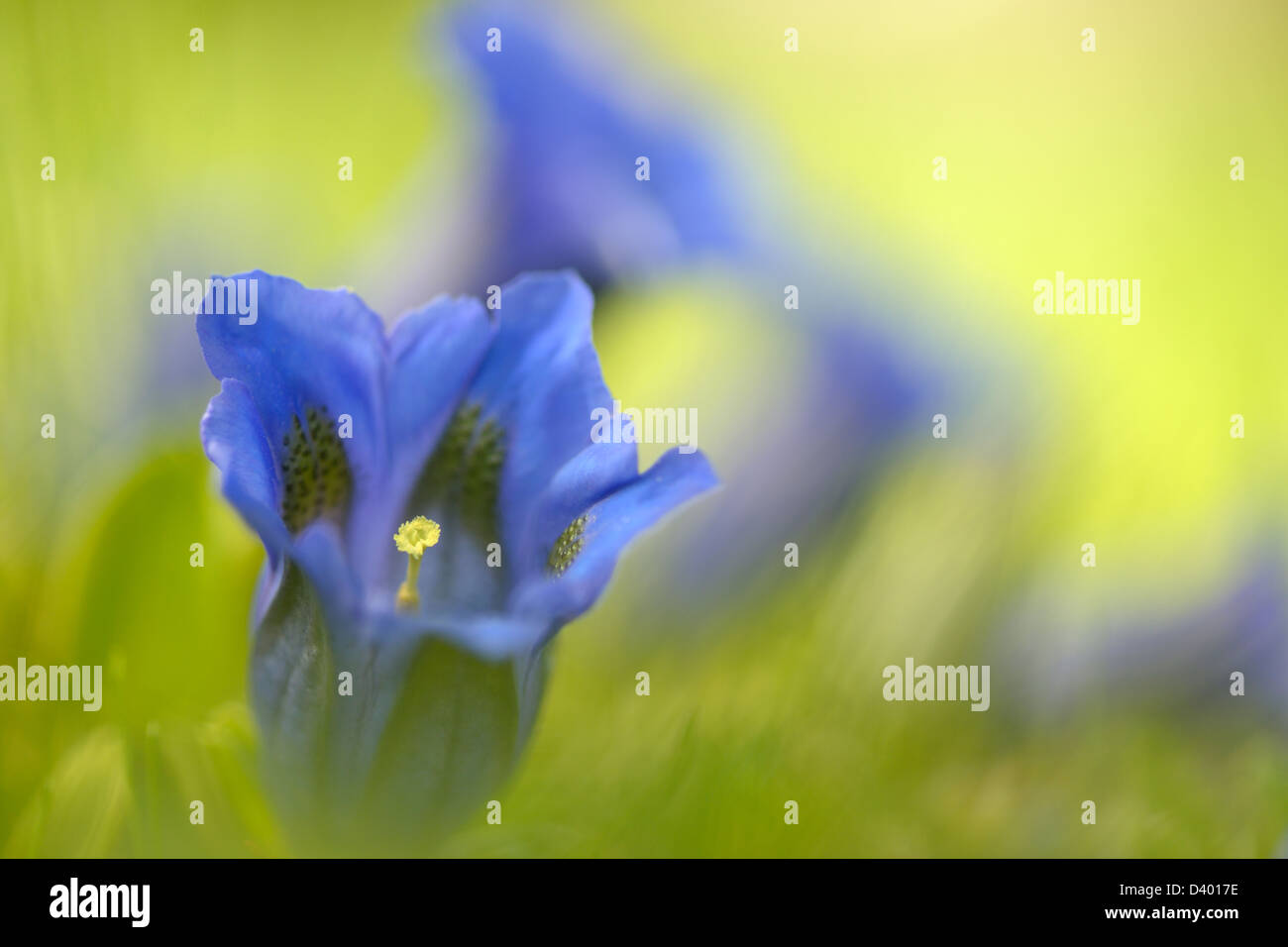 Close up from a Gentiana. Stock Photo