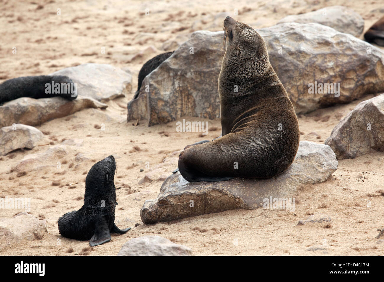 Brown fur seals (Arctocephalus pusillus) female and pups in seal colony, Cape Cross Seal Reserve, Namibia, South Africa Stock Photo