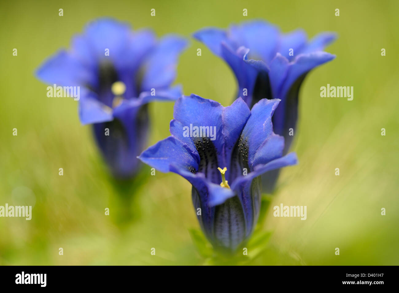 Close up from a Gentian Stock Photo