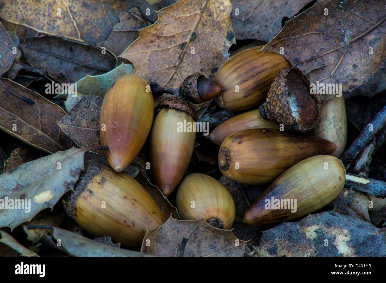 Coast Live Oak High Resolution Stock Photography And Images Alamy