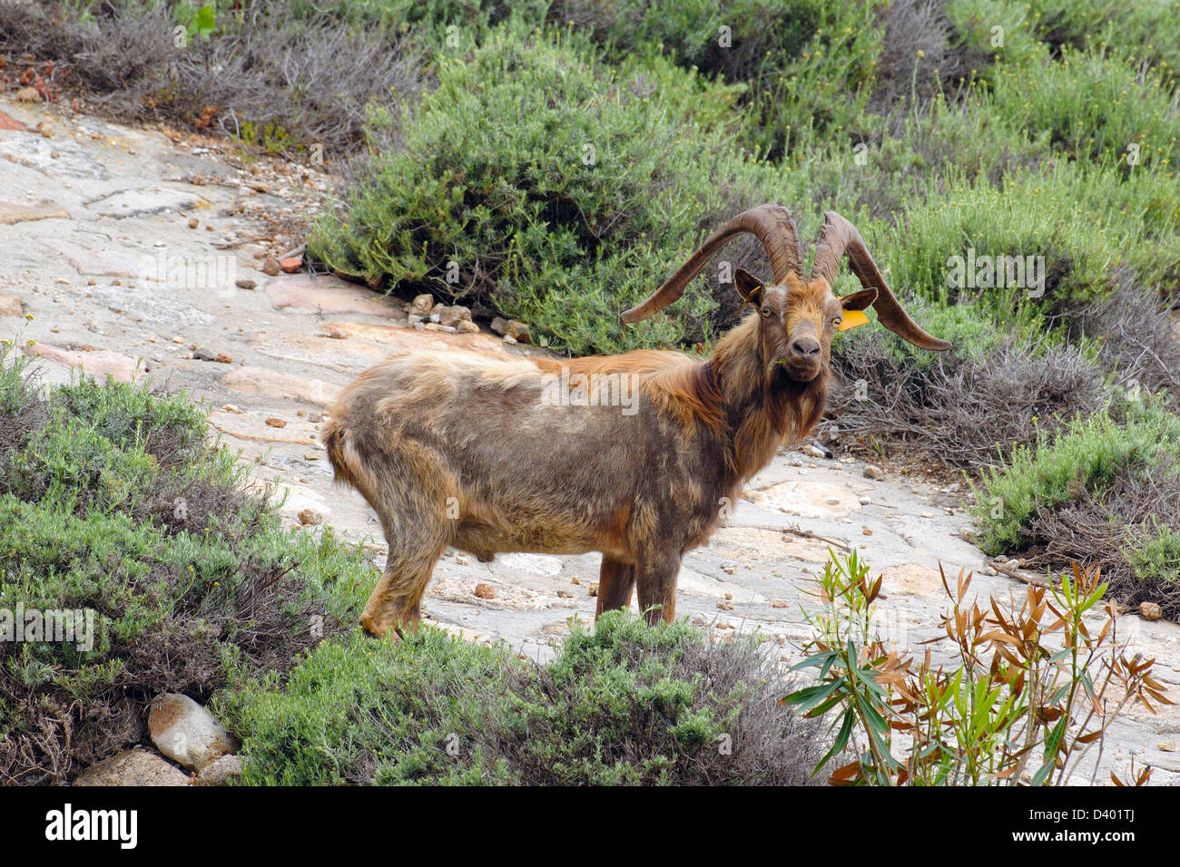 Montecristo goat hi-res stock photography and images - Alamy