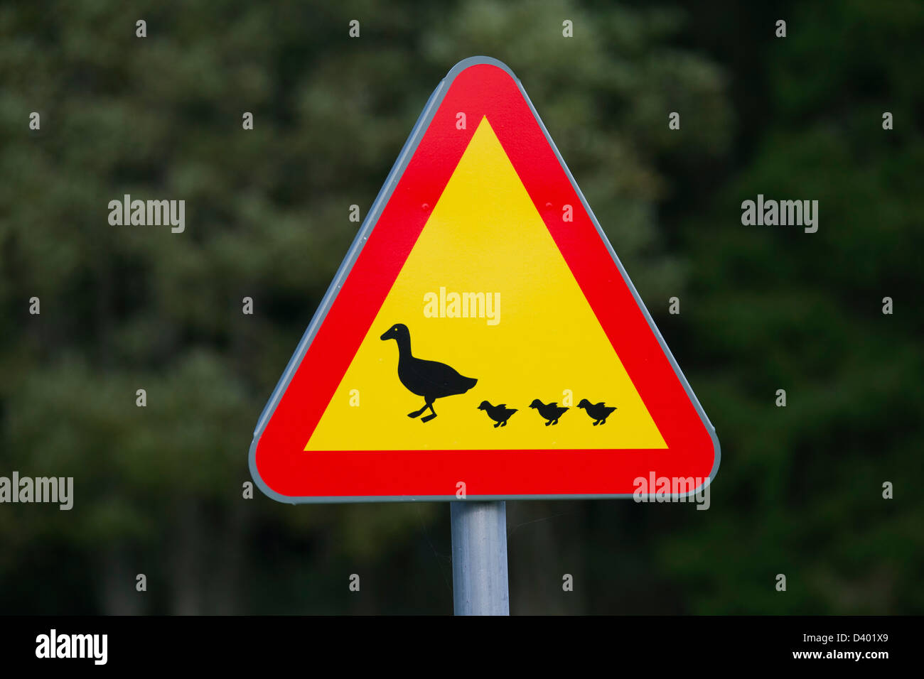 Warning sign for waterfowl and ducks crossing the road Stock Photo