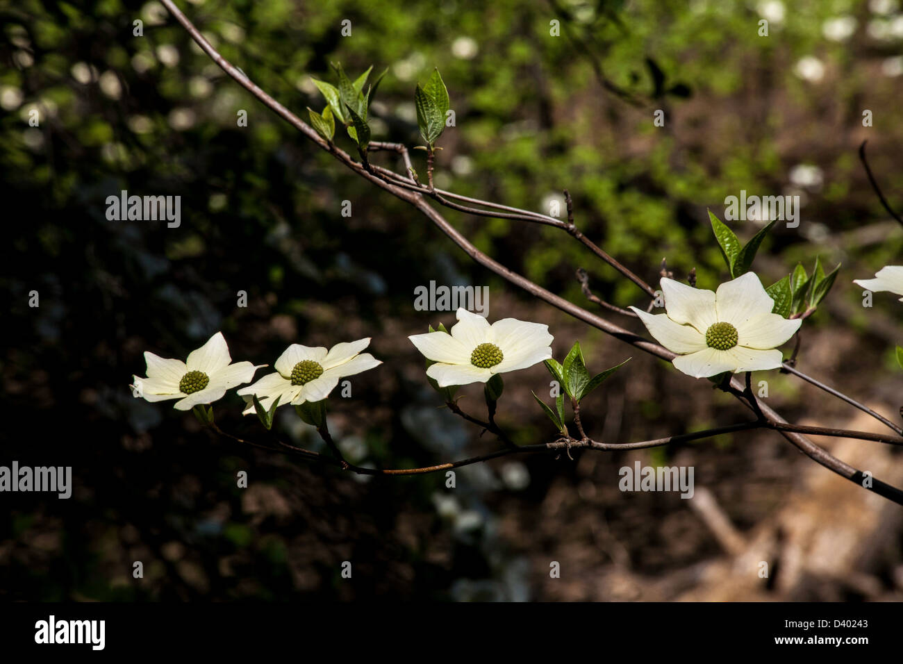 A few dogwood flowers in Sequoia National Park Stock Photo