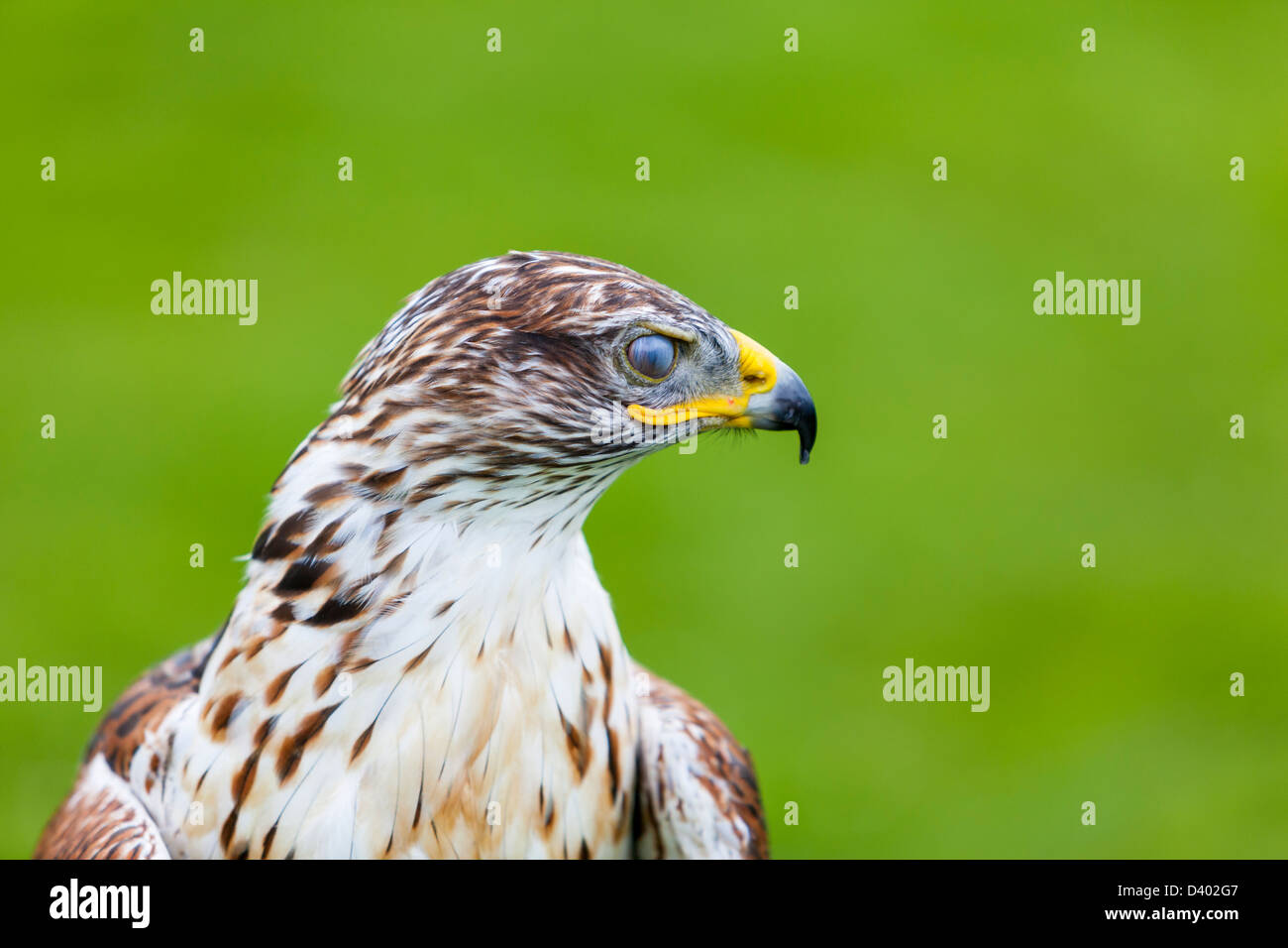 A Ferruginous Hawk blinks it's third eyelid, or Nictitating membrane, used to protect and moisten the eye Stock Photo