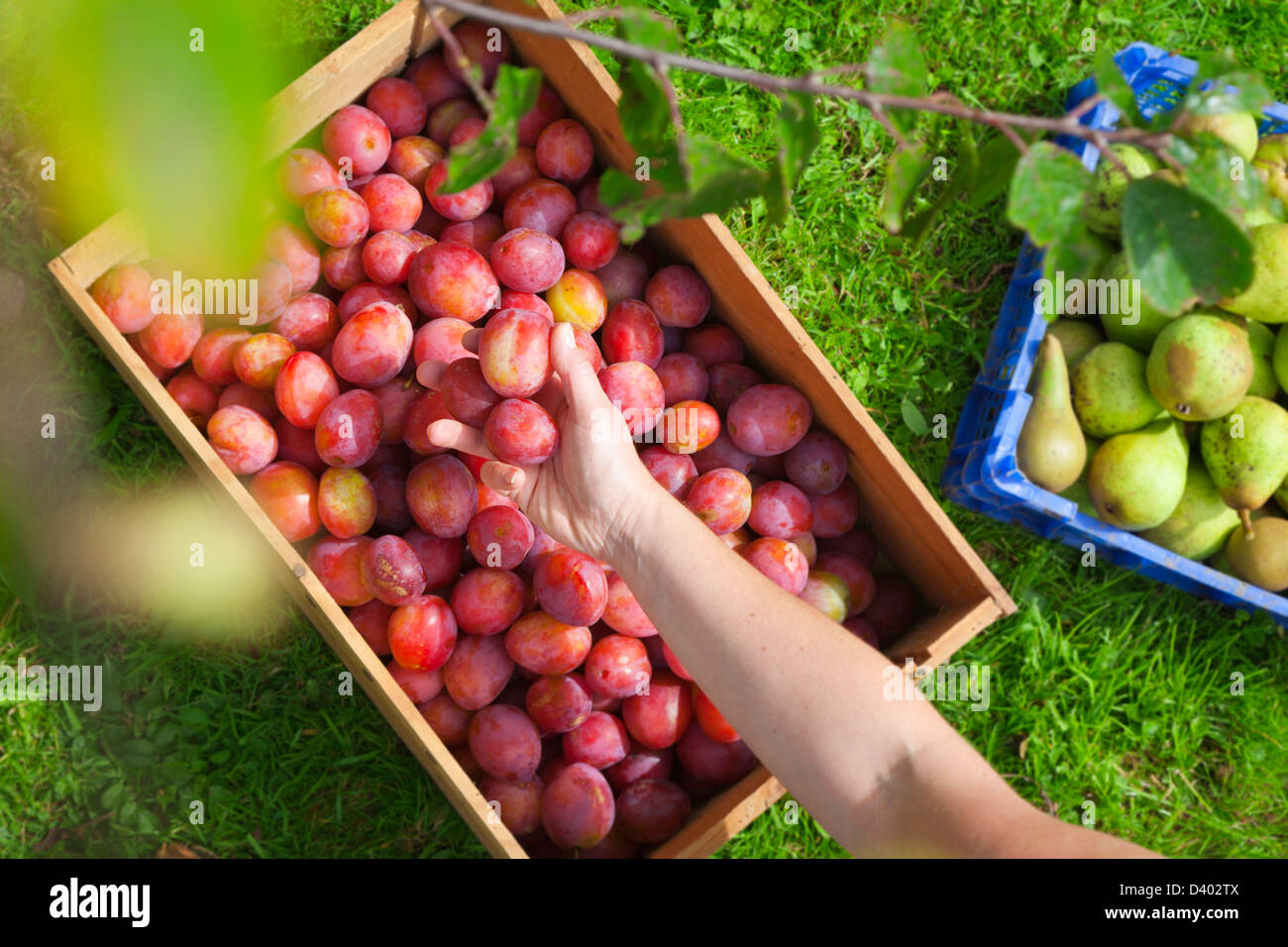 overhead view of someone placing freshly picked plums into a wooden crate. Stock Photo
