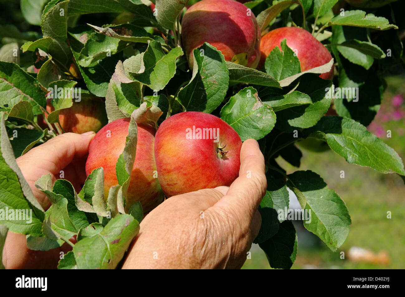 Apfel ernten - apple harvest 03 Stock Photo
