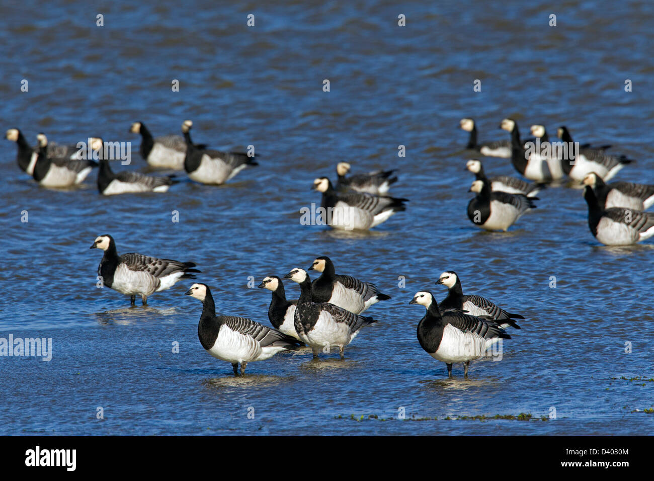 Flock of Barnacle Geese (Branta leucopsis) standing in shallow water of lake Stock Photo