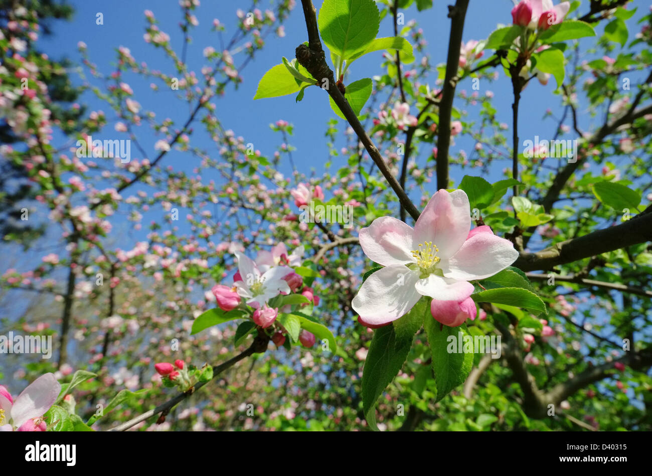 Apfelblüte - apple blossom 08 Stock Photo