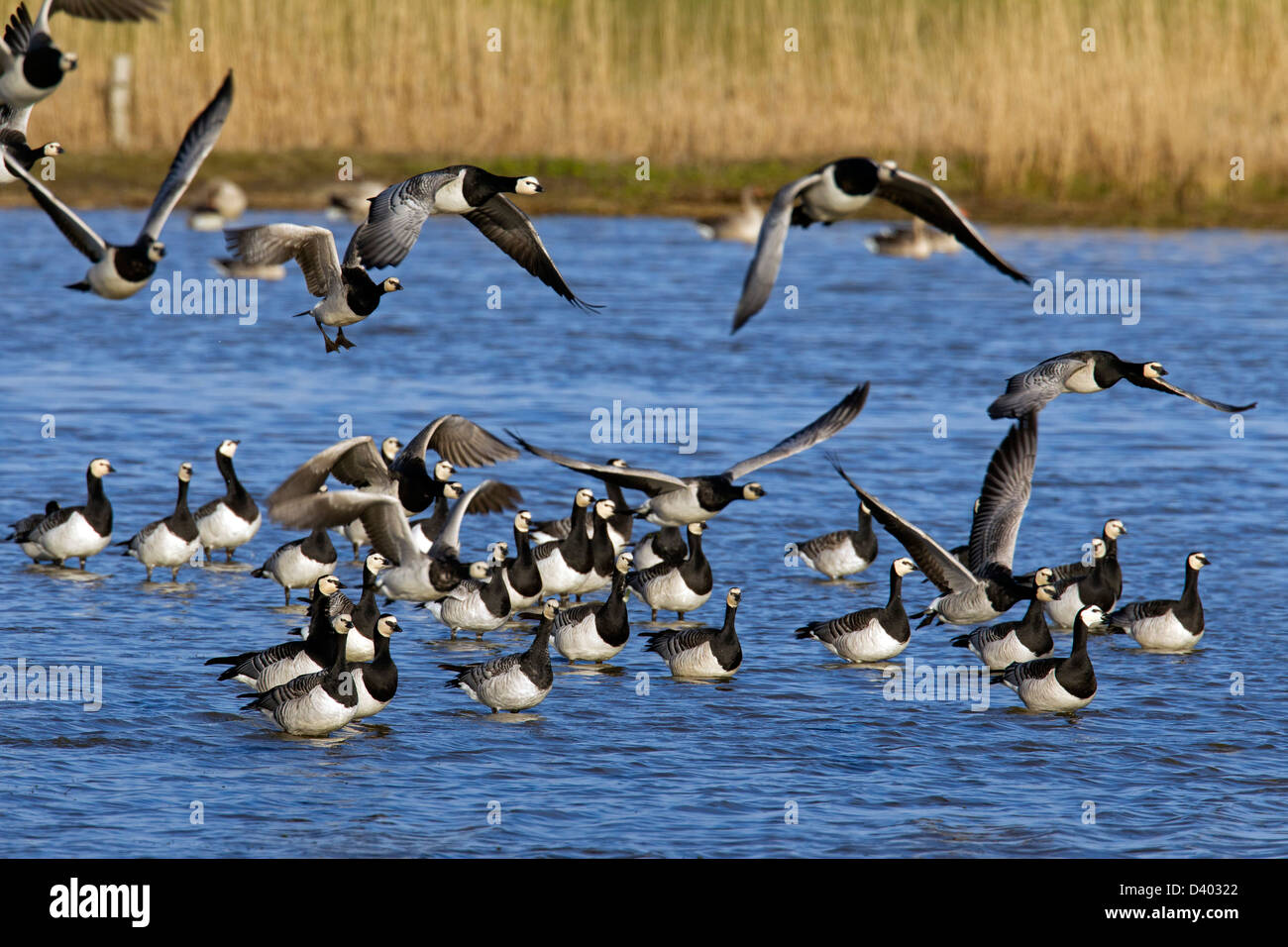 Flock of Barnacle Geese (Branta leucopsis) landing in water of lake Stock Photo