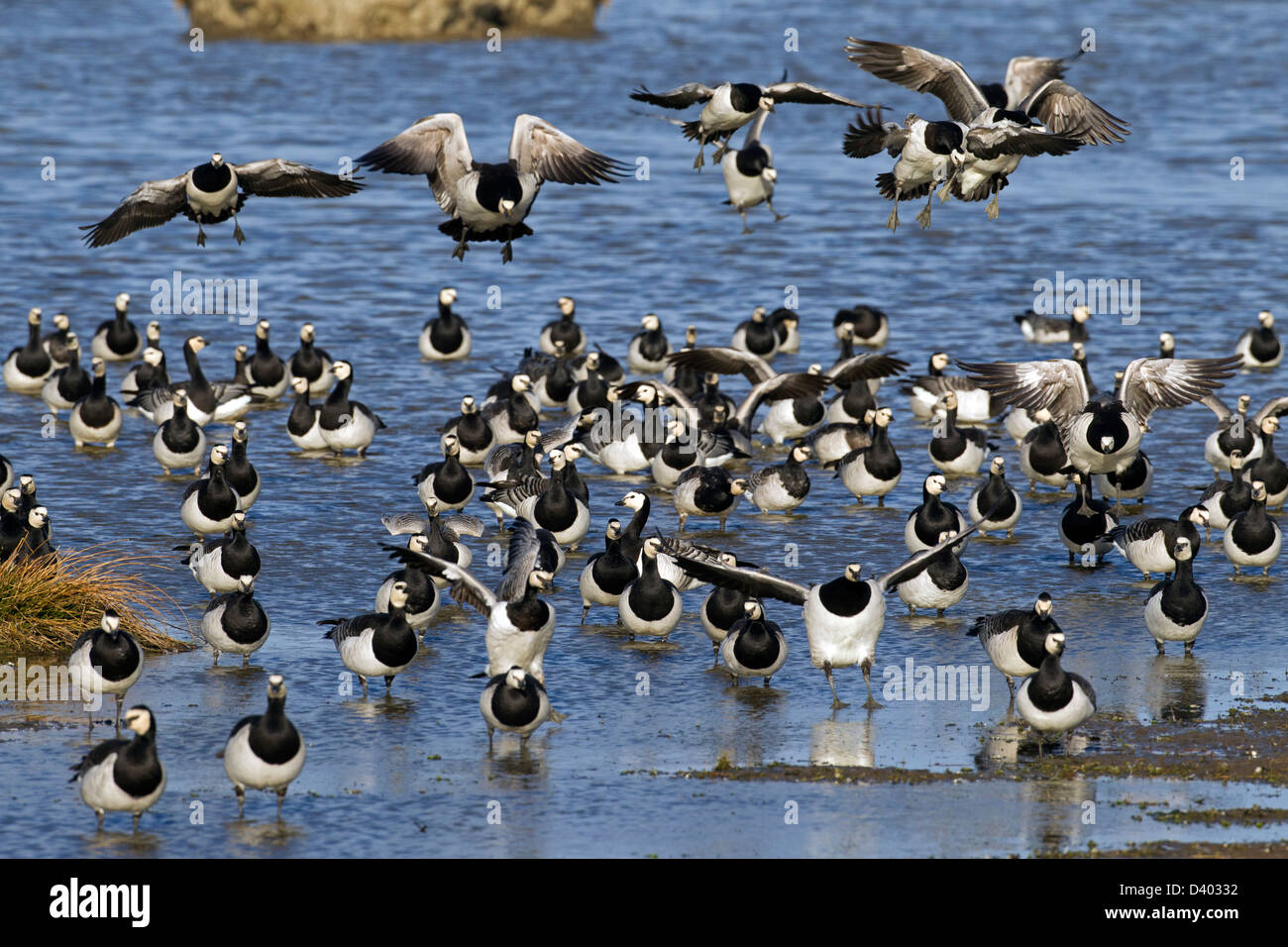 Flock of Barnacle Geese (Branta leucopsis) landing in lake Stock Photo