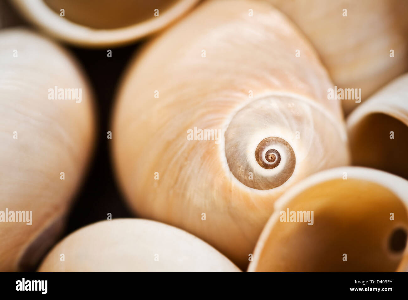Close-up of Sea Shells with very narrow depth of field, focus on spiral pattern. Species is Sinum cymba or Boat Ear Moon. Stock Photo