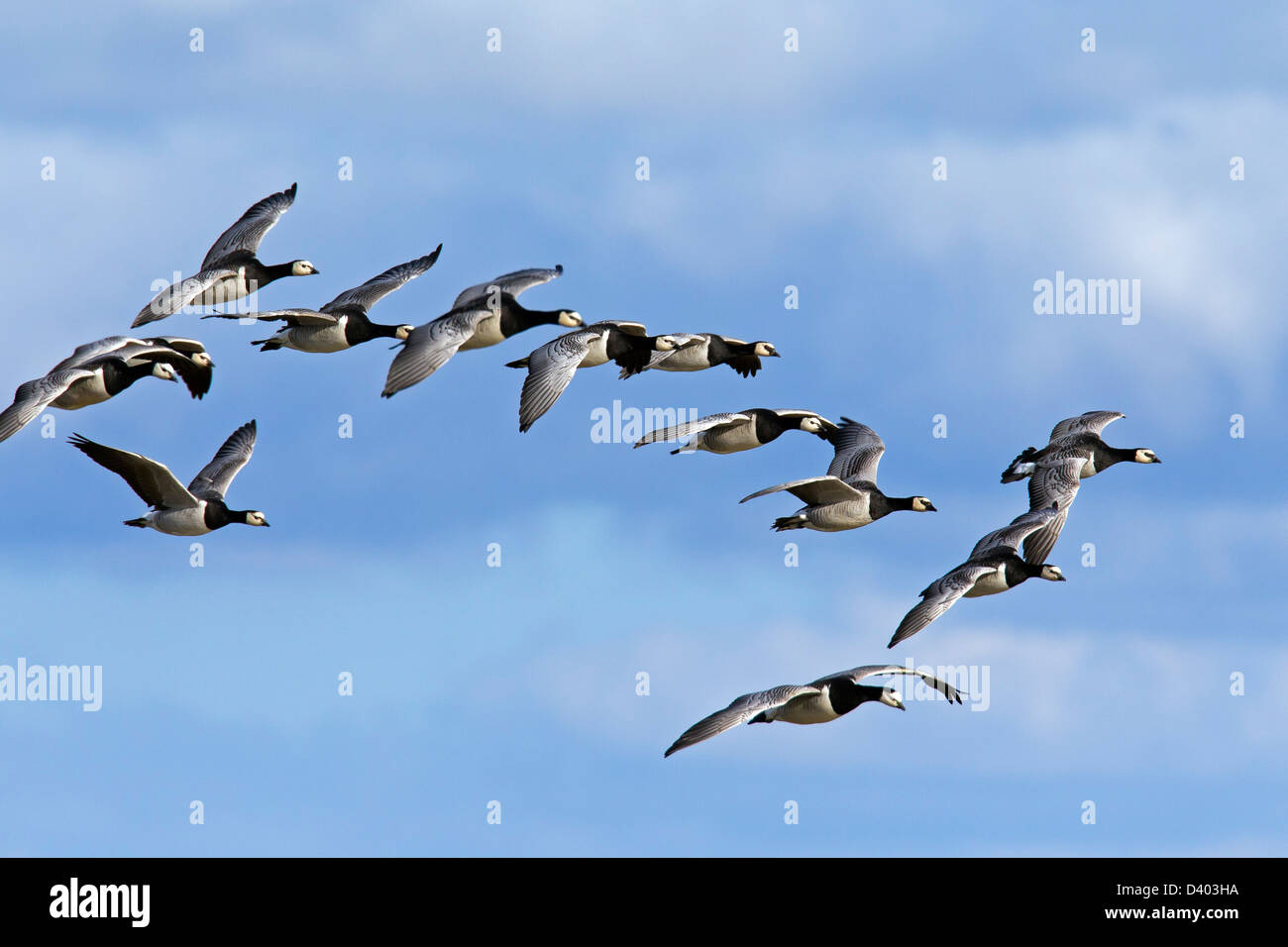 Flock of Barnacle Geese (Branta leucopsis) in flight against blue sky Stock Photo