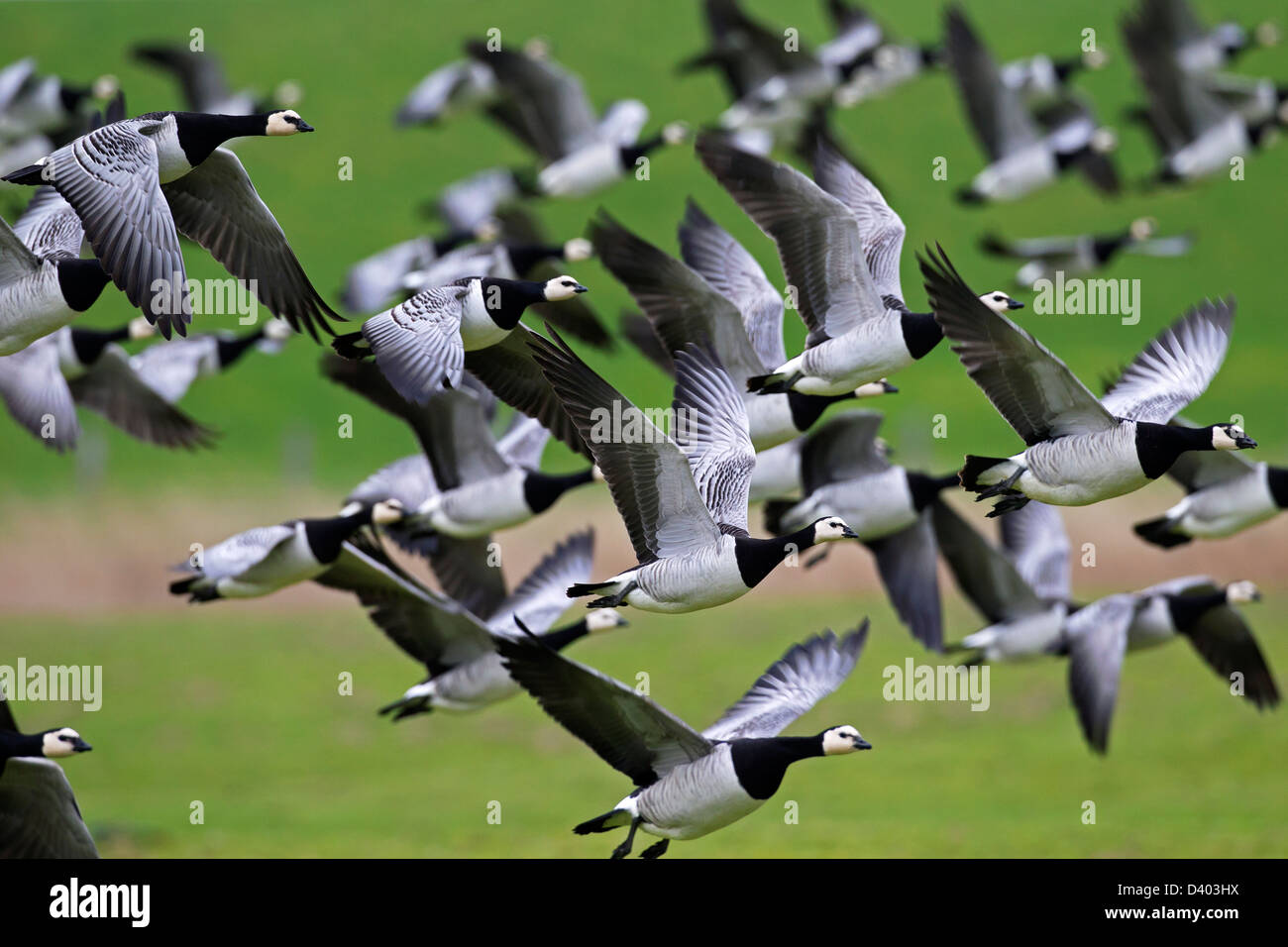 Flock of Barnacle Geese (Branta leucopsis) in flight over meadow Stock Photo