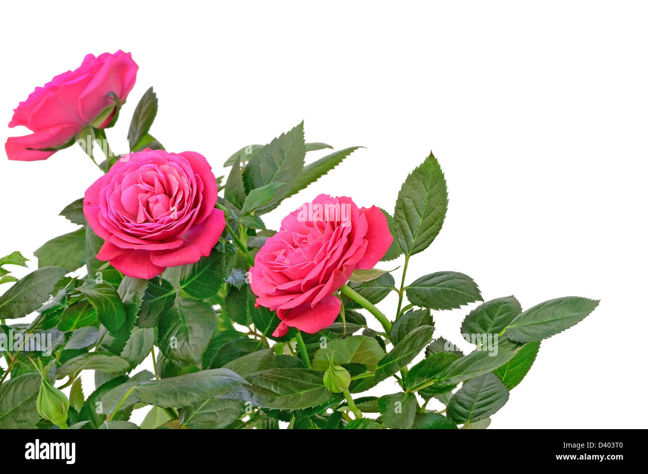 Pink rose flowers isolated on white background Stock Photo - Alamy