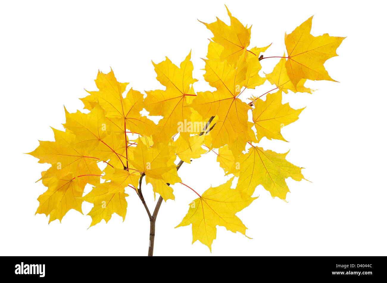 Maple branch with bright yellow leaves isolated on white background ...