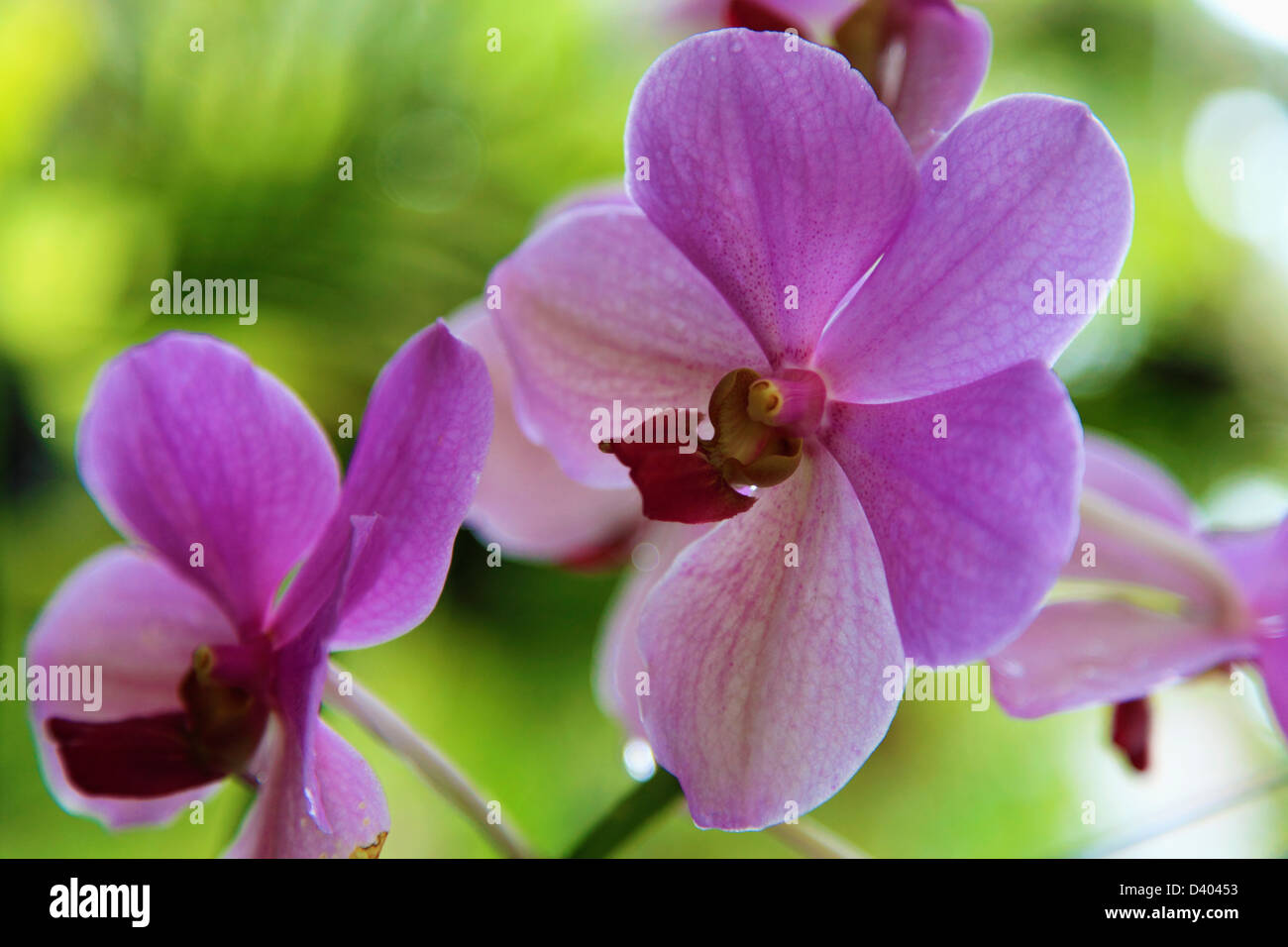 Malaysia, Kuala Lumpur, Lake Gardens, Orchid Garden, orchideas, flowers