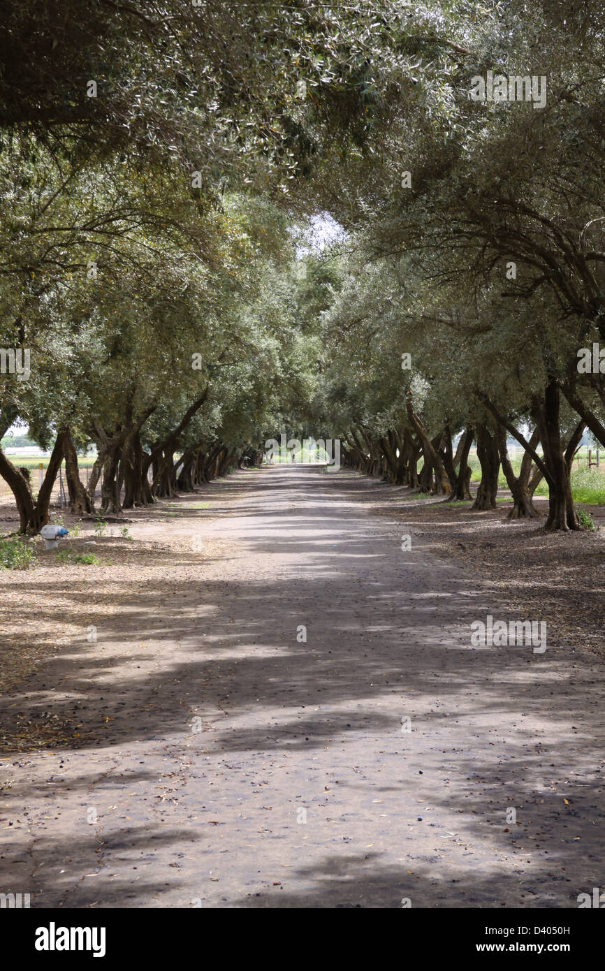 Century-old trees on Olive Tree Lane in Davis, California Stock Photo