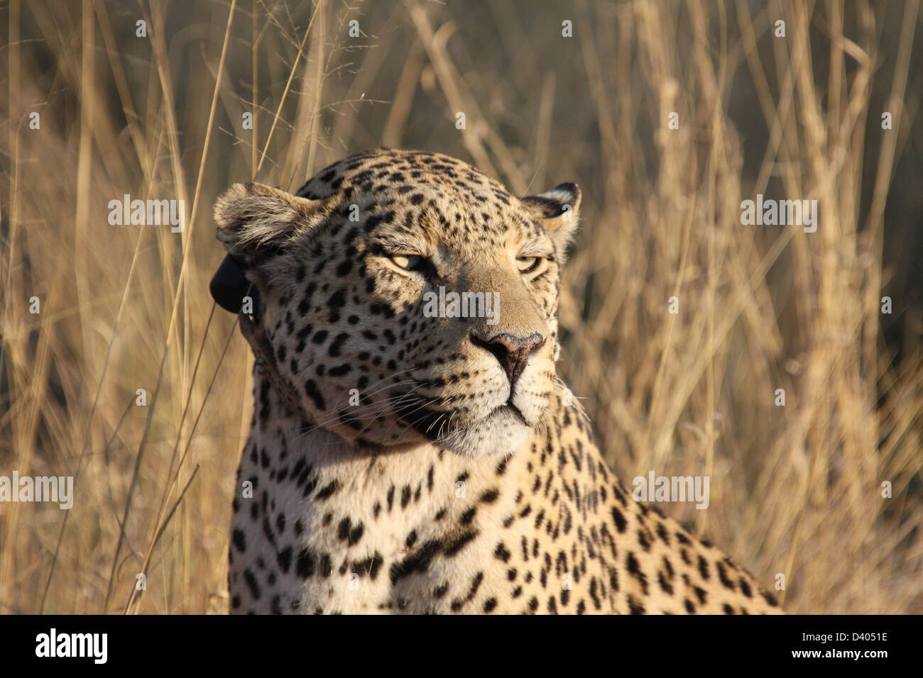 Leopard with collar, Africat Foundation, Namibia, south Africa Stock Photo