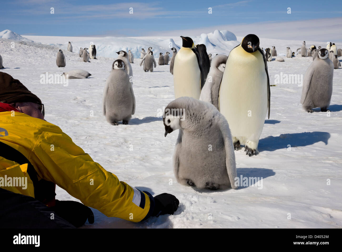 Curious Emperor penguin chick supervised by adult penguin and colony watches male tourist break up small snow chips on Snow Hill Island in Antarctica Stock Photo