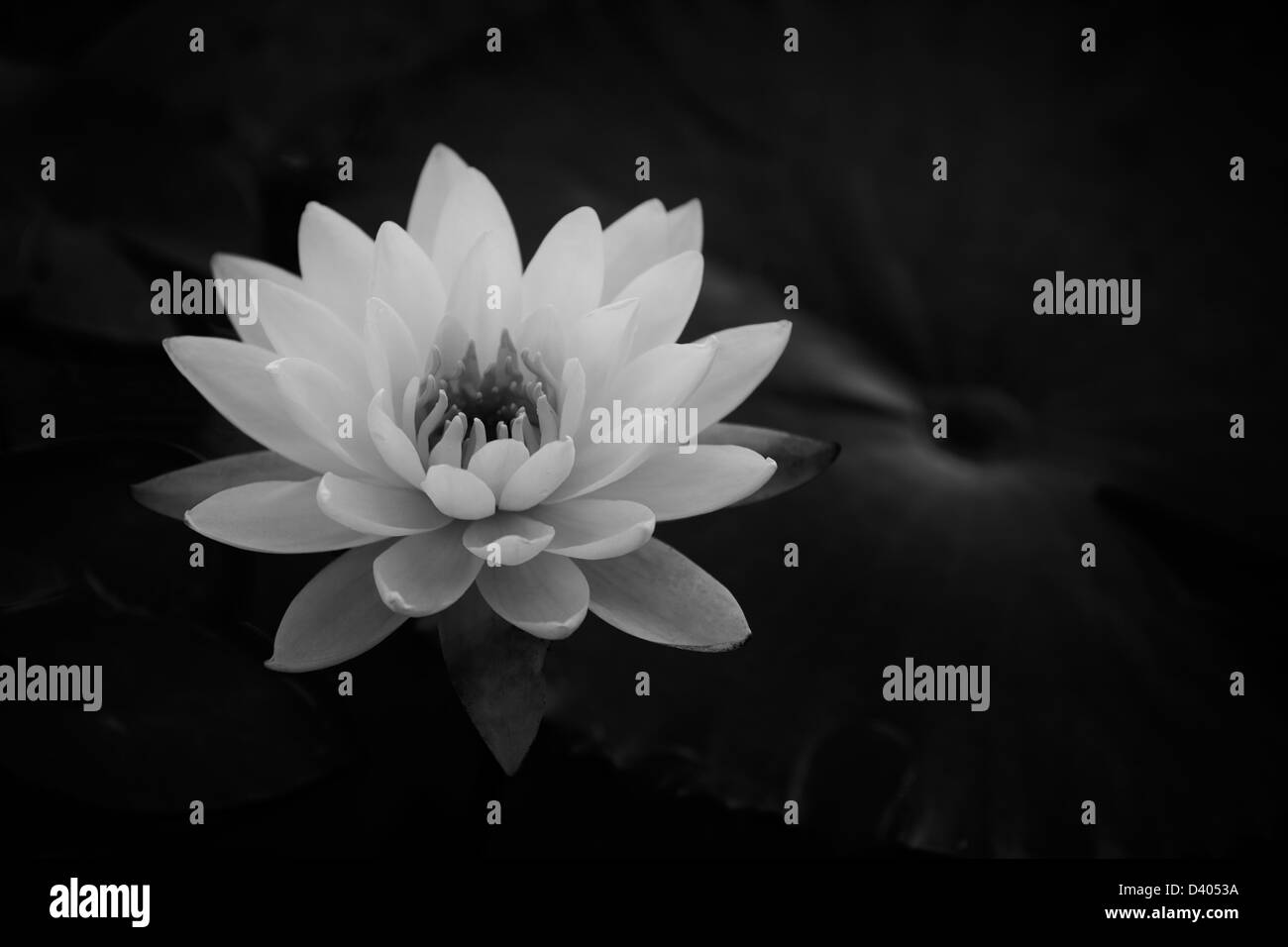 Beautiful floral Black and white photograph of a glowing water lily ethereal black background shallow depth of field, light reflections Stock Photo