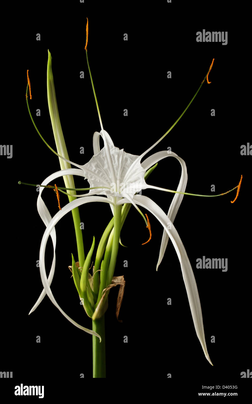 An open spider lily (Hymenocallis sp.) flower. Stock Photo