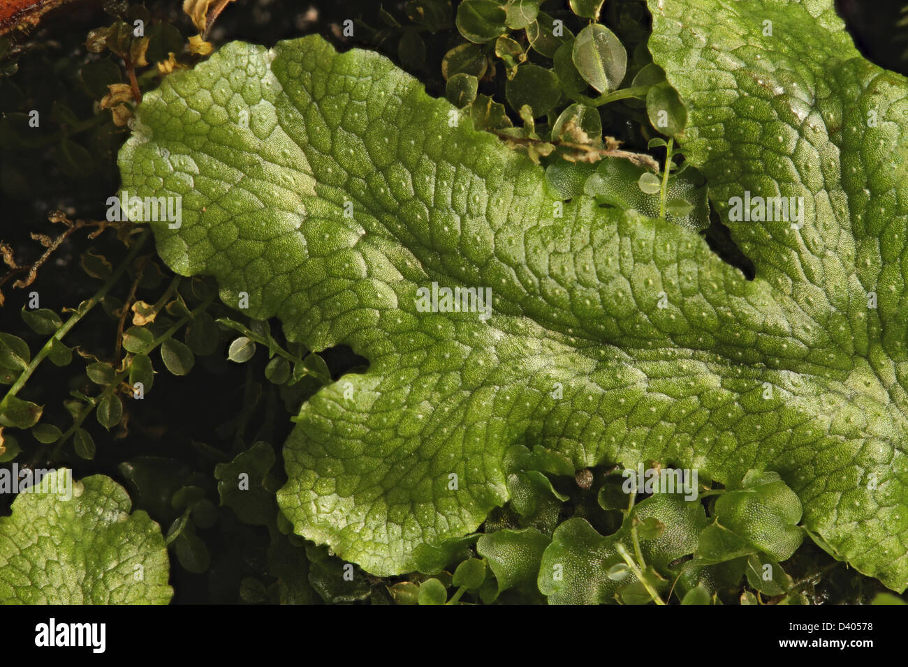 Thallose liverwort, Marchantia sp. The dorsal surface shows multiple divisions, each with a central air pore. Stock Photo