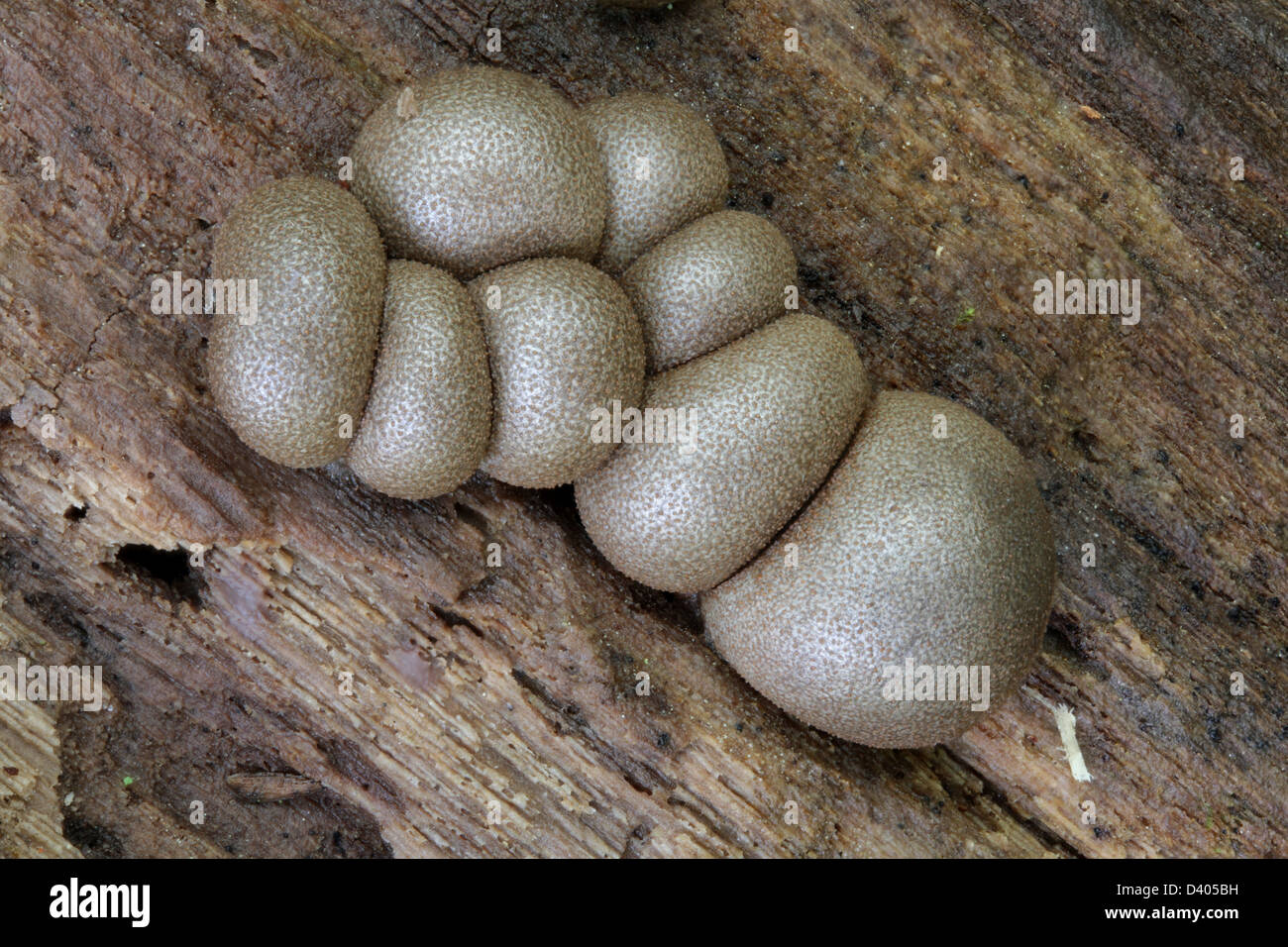 Fruiting bodies of the wolf's milk slime mold, Lycogala epidendrum. Stock Photo