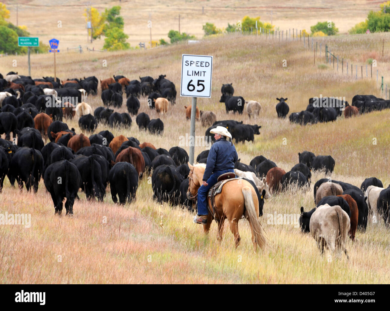 Cowboy herd cattle with speed sign, roundup cattle, cattle to winter pasture, cattle to summer pasture, wrangler, cattle,herd, Stock Photo