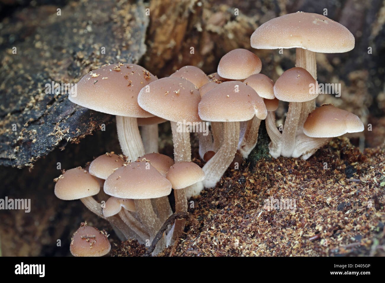 A cluster of mushrooms, Clitocybula (Collybia) familia, growing on the stump of a dead pine tree. Stock Photo