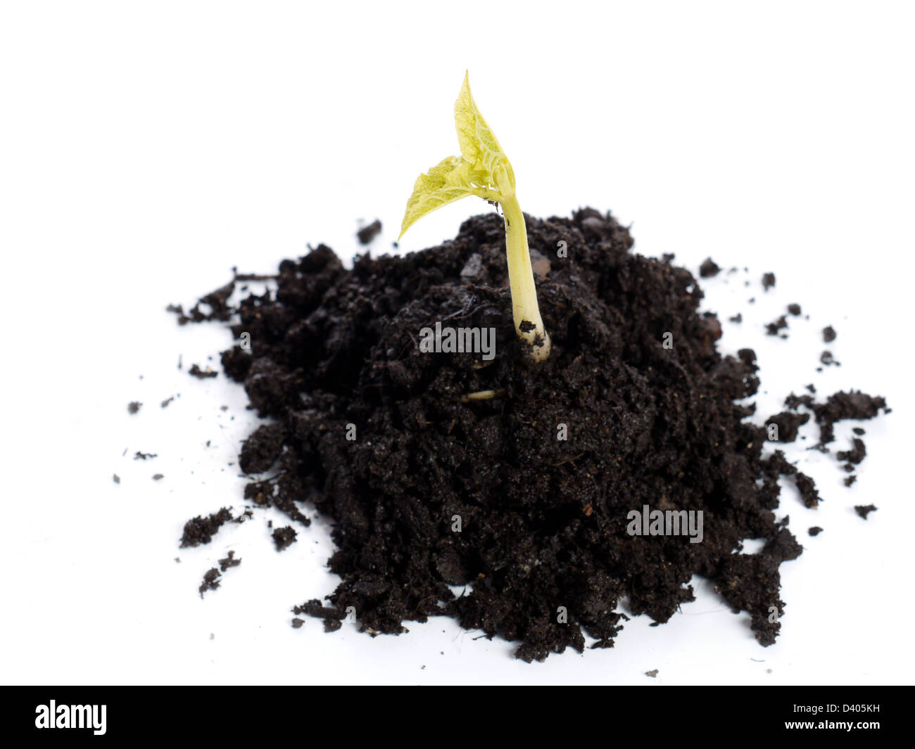 Young bean sprout growing on soil hump - shot over white background Stock Photo