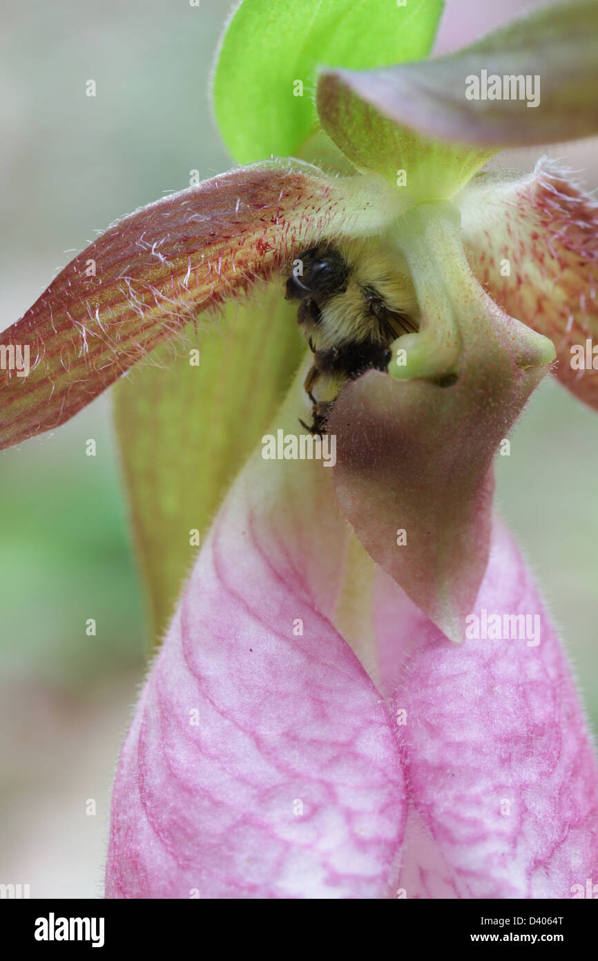 Simulated pollination of a pink lady's slipper orchid (Cypripedium acaule) by a bumblebee. Stock Photo