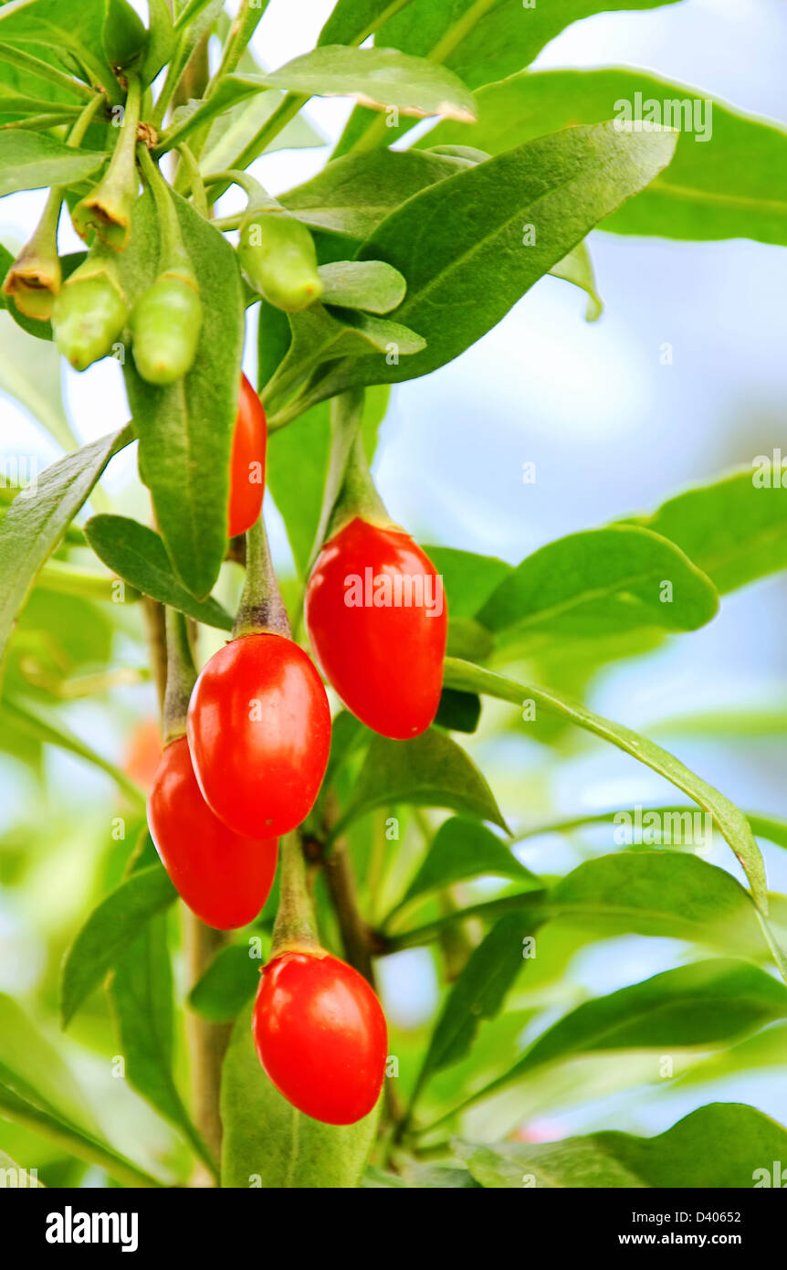 Goji Beere - goji berry 04 Stock Photo