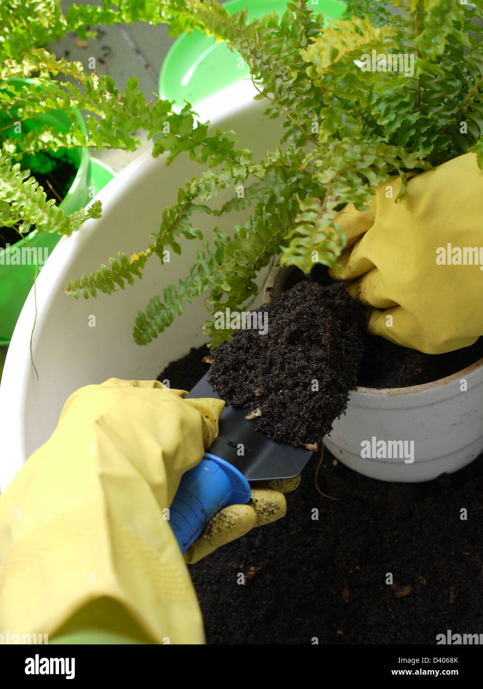 Closeup of gardener's hands wearing rubber gloves loading soil into pot with fern plant Stock Photo
