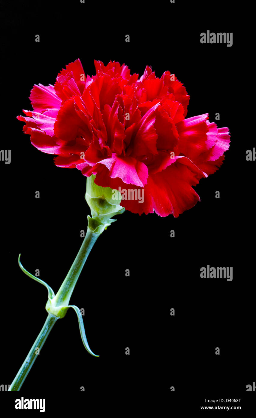 Dark red carnation flower on black background Stock Photo - Alamy