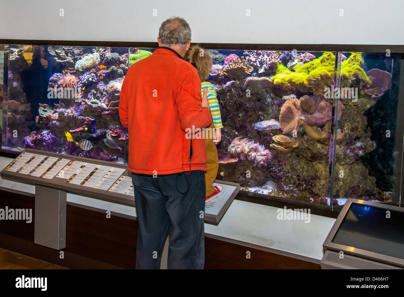 Man and child looking into a large marine aquarium at the Royal Ontario Museum, Toronto, Canada. Stock Photo