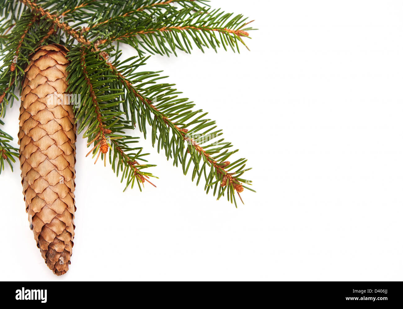 Pine cone and green christmas tree on a white background Stock Photo