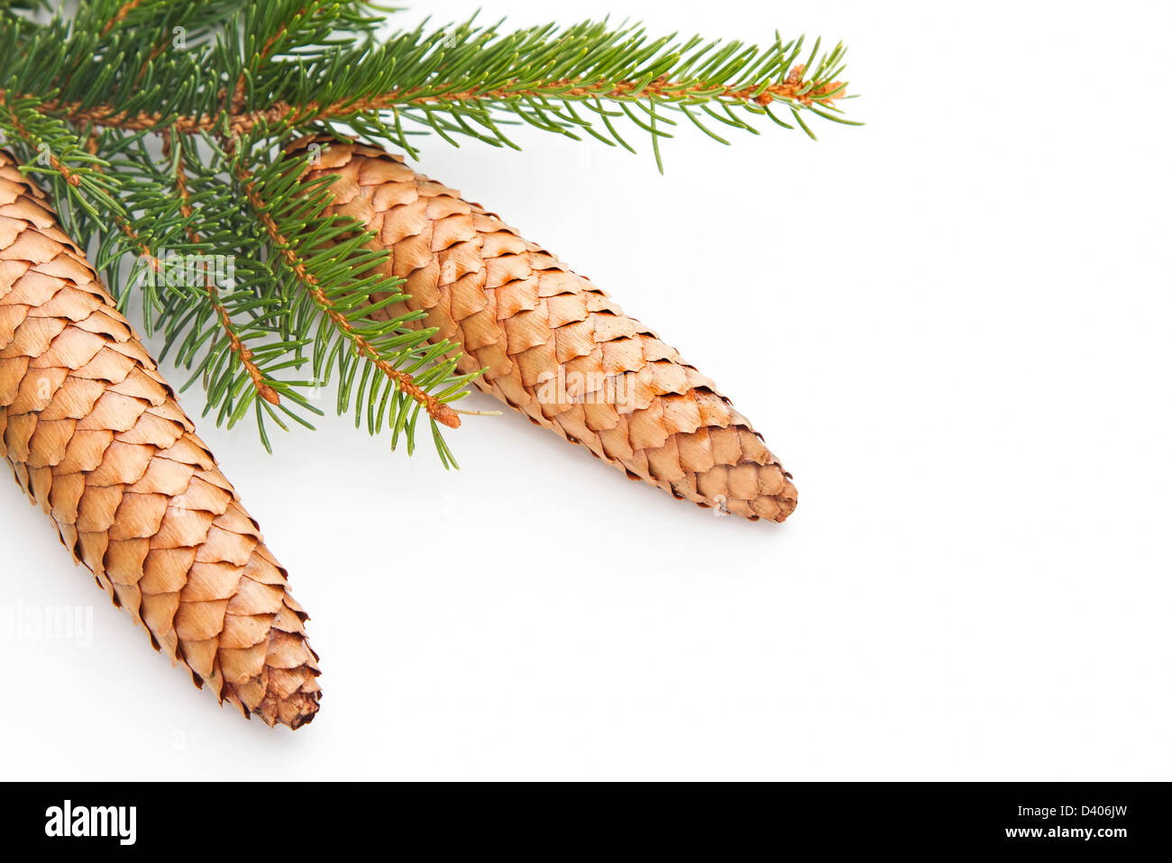 Pine cones and green spruce christmas tree on a white background Stock Photo