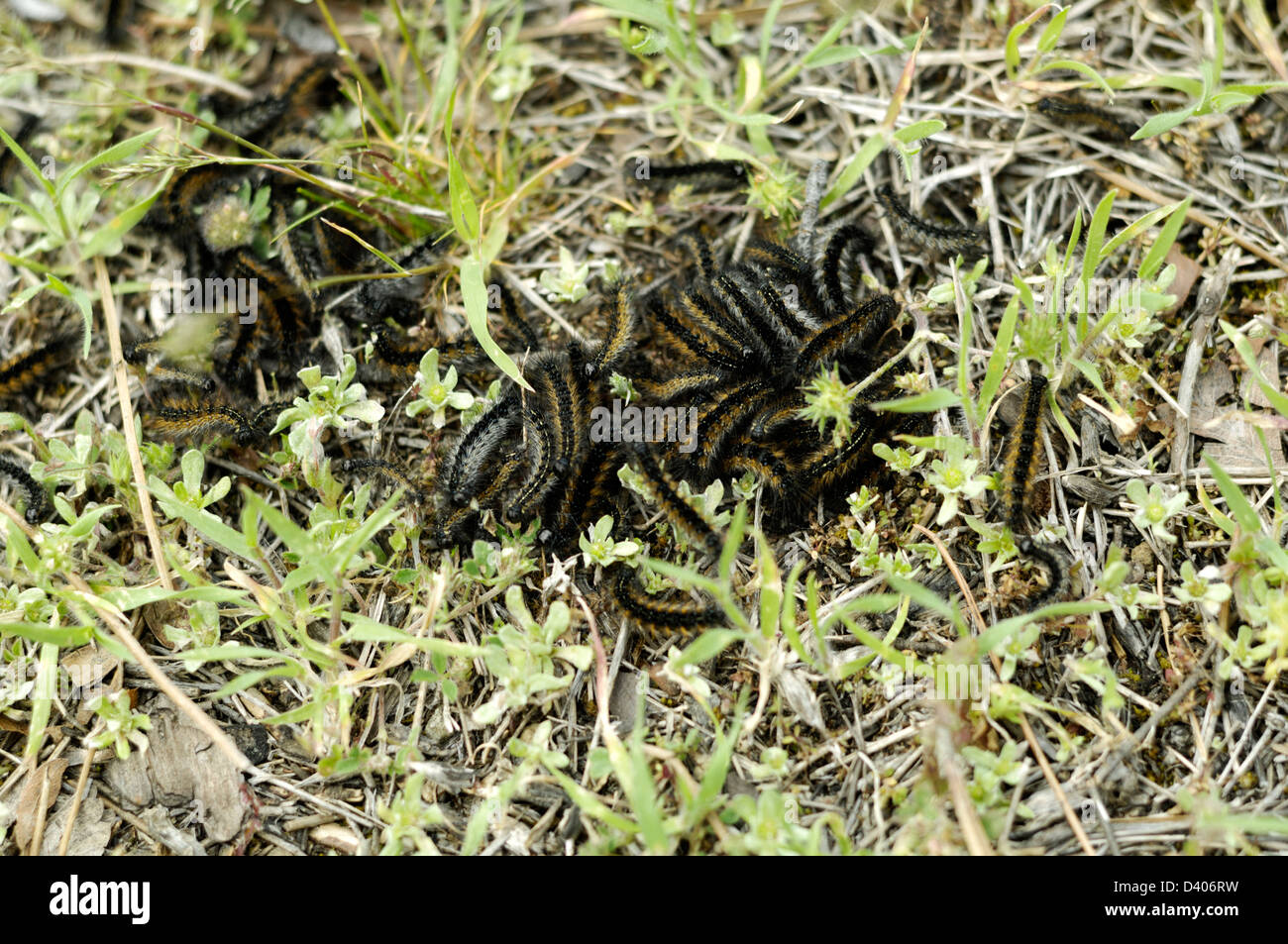 Caterpillars in a ball Stock Photo - Alamy