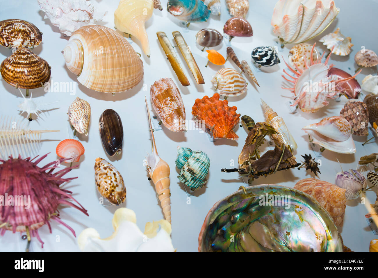 Shell collection display hi-res stock photography and images - Alamy