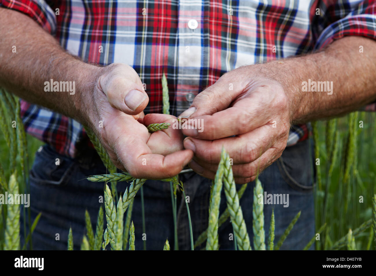Close-up of a farmer's hands inspecting his crop in the field Stock ...