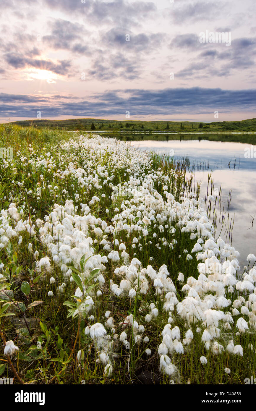 Arctic Cotton In Tundra Grass Stock Photos & Arctic Cotton In Tundra