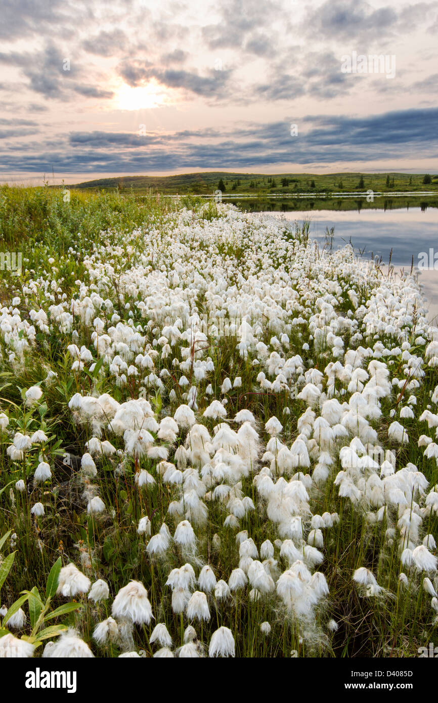 Arctic Cotton In Tundra Grass Stock Photos & Arctic Cotton In Tundra